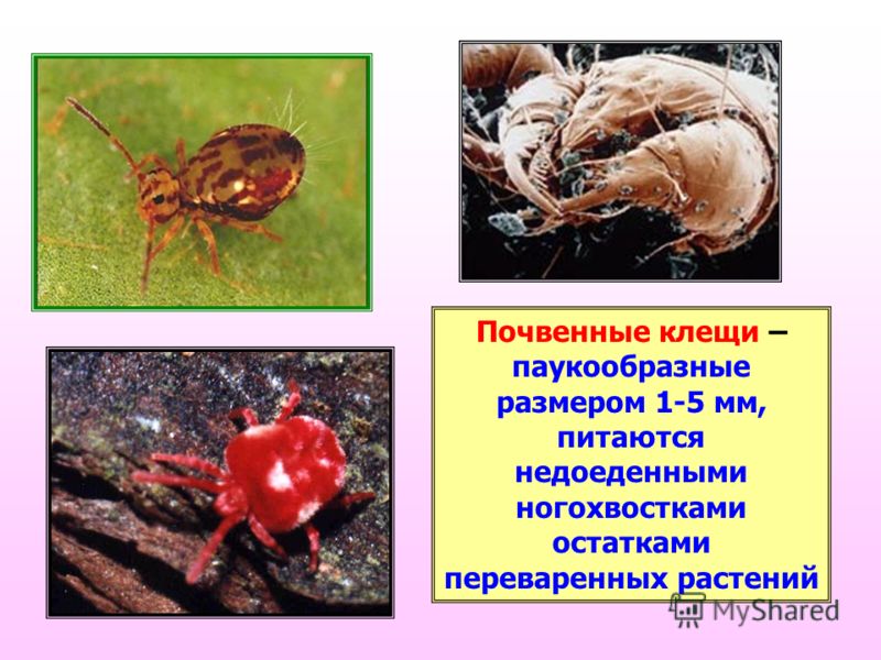 Александр литвин книга выше бога не буду читать онлайн
