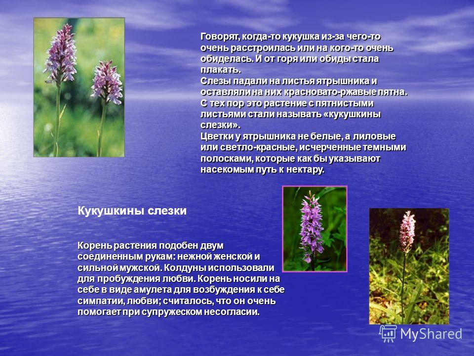Мужской цветок любви Мужской цветок любви