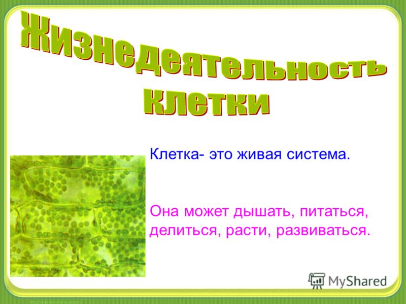 Клетка живая система схема 6
