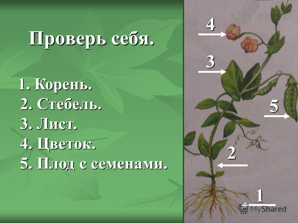 Красота и польза. Энциклопедия лекарственных растений для вашего сада Медуница - живая трава лесная