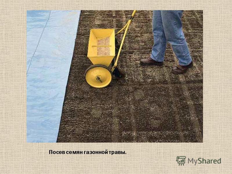 Посев газонной травы и уход за ней Посев газонной травы и уход за ней