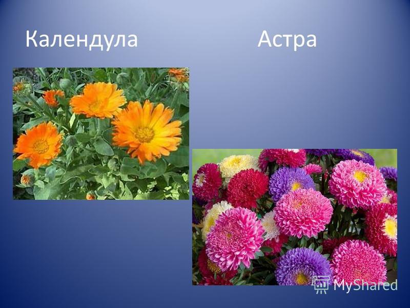 Новые и интересные загадки! 3 замечательных загадки об астре для детей Загадки про астру Загадки, стихи, колыбельные, скороговорки, потешки
