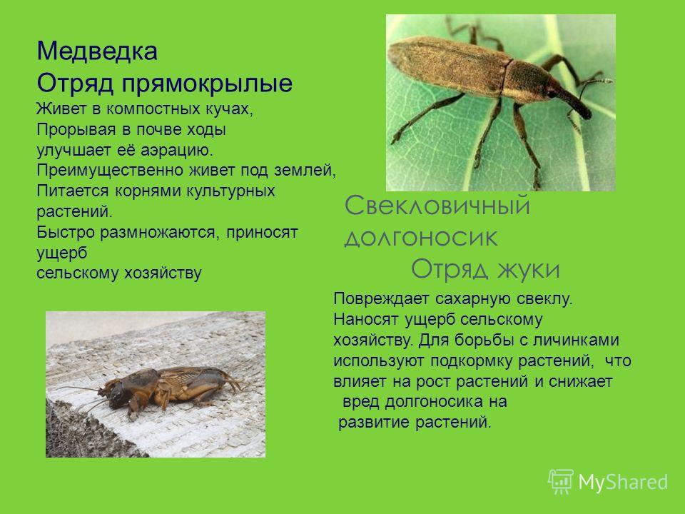 Вредители леса жуки Вредители леса жуки
