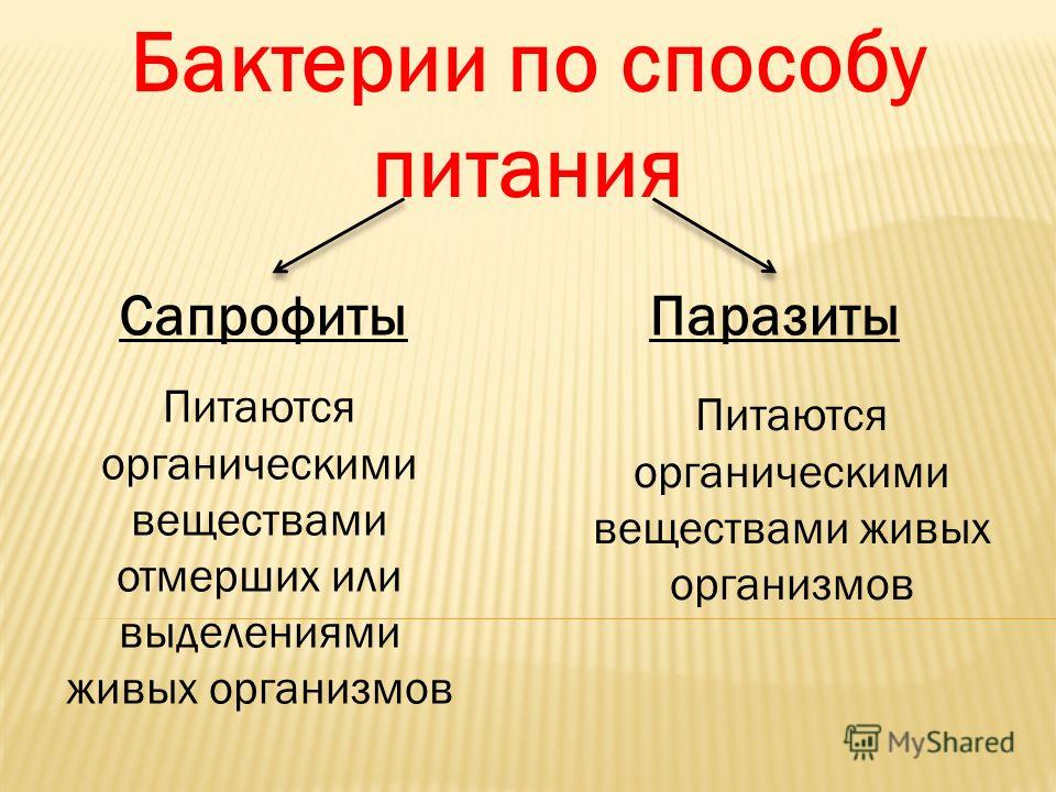 тройчатка от глистов цена тройчатка от глистов цена