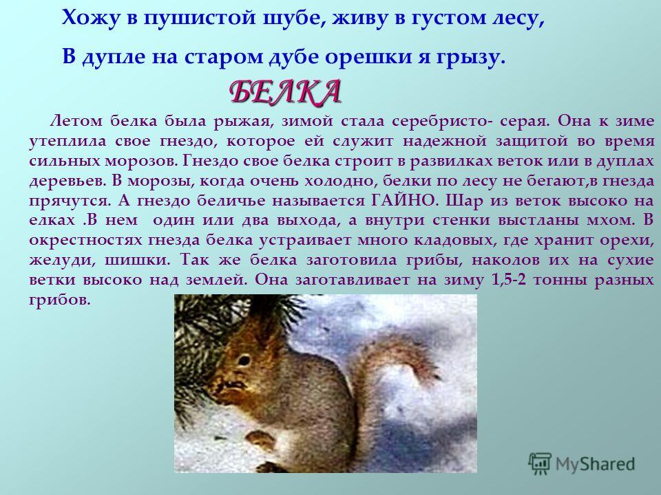 очень много жира на животе что делать очень много жира на животе что делать