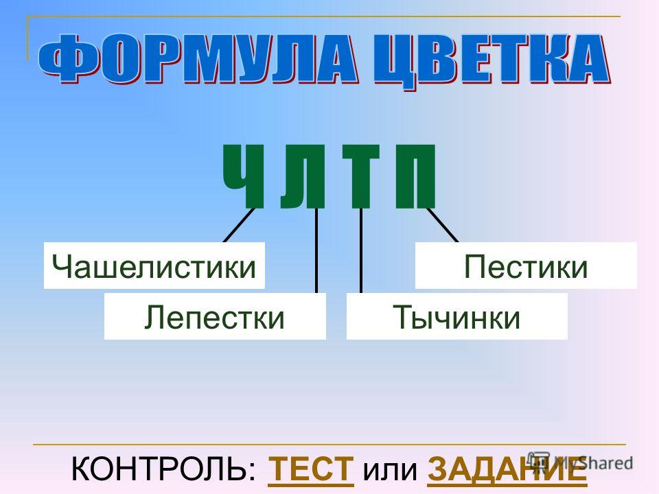 Семена цветов, деревьев, кустарников, пальм, комнатных Ива Википедия