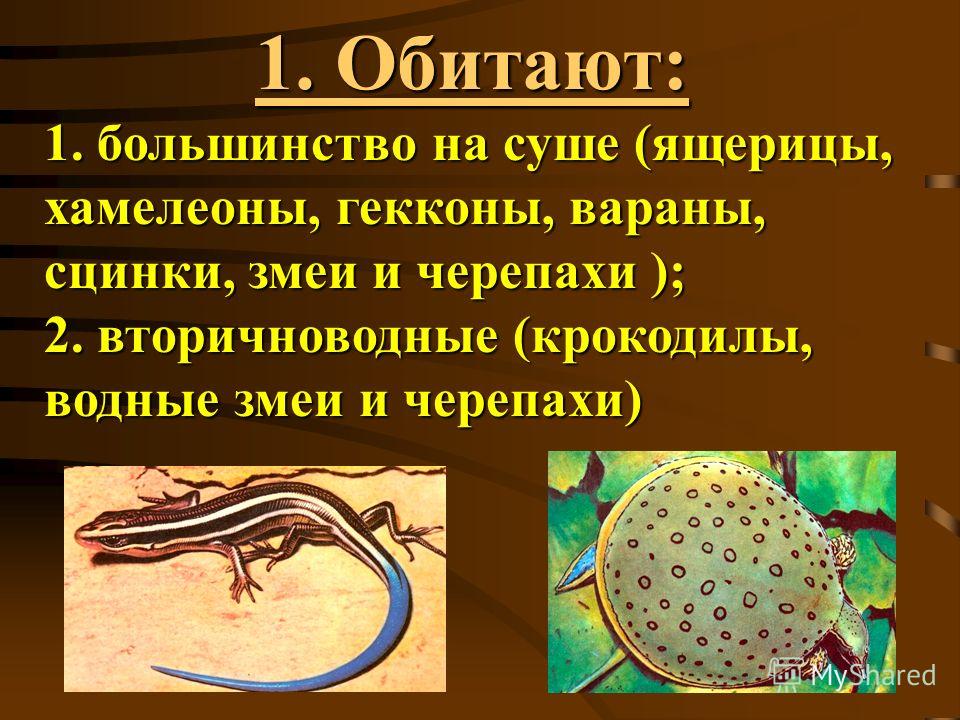 Кожа ящерицы и змей покрыта Кожа ящерицы и змей покрыта