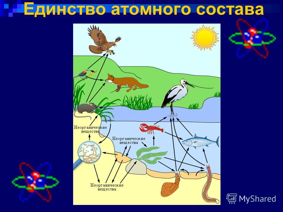 Презентация по экологии 11 класс