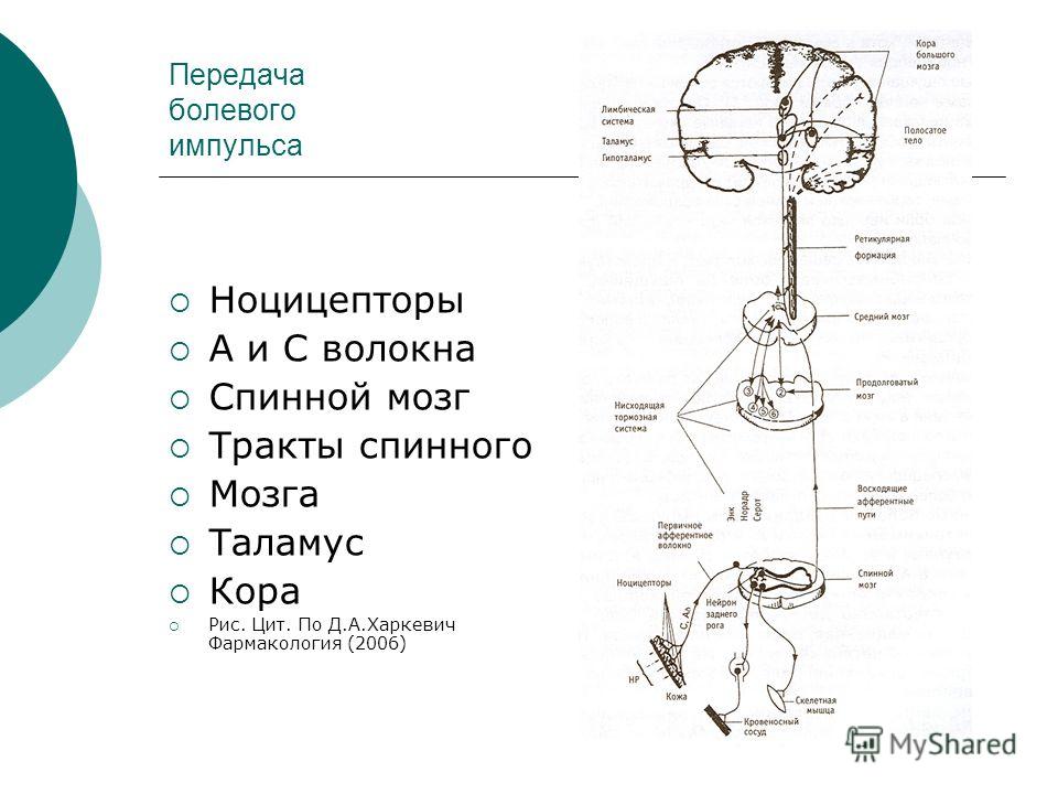 Презентация На Тему Спинного Мозга