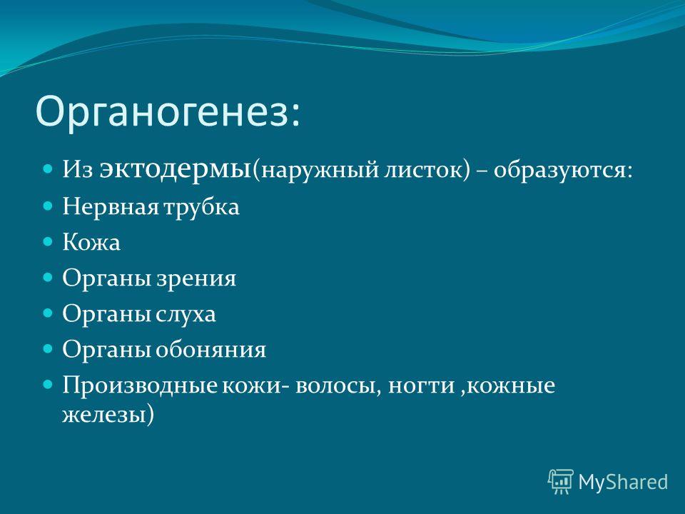Презентация развитие зубов Презентация развитие зубов