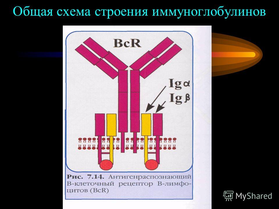 Общая схема строения иммуноглобулинов