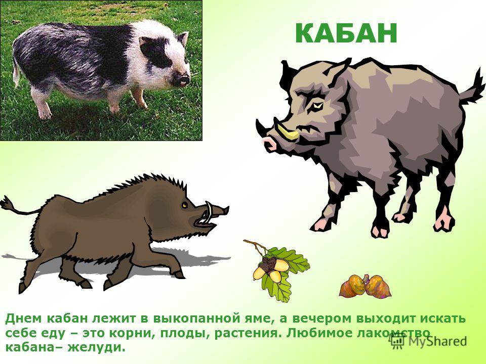 КАБАН Кабан – древний предок свиньи. Живет там, где есть поблизости вода. Хоть кабан и неуклюж, зато быстро бегает и прекрасно плавает. Кабан – очень свирепый зверь!