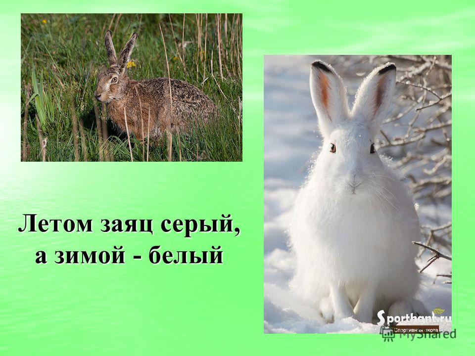 Картинки писать письмо деду морозу