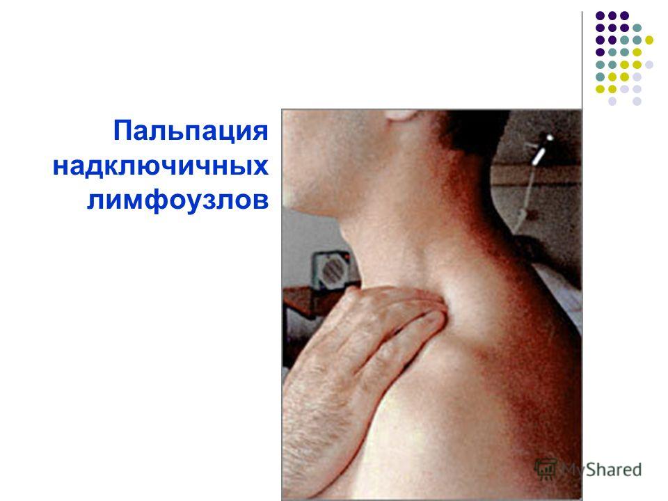 Бересклет ползучий посадка и уход Бересклет ползучий посадка и уход