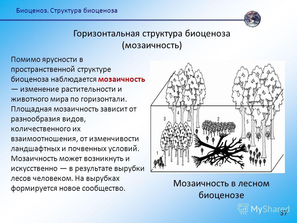 приспособления паразитов к жизни в организме хозяина приспособления паразитов к жизни в организме хозяина