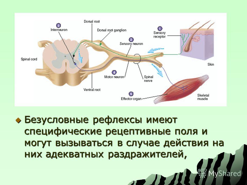Какие рефлексы называют безусловными приведите примеры Презентация на тему: "Условно-рефлекторная деятельность организма. Деятельность 