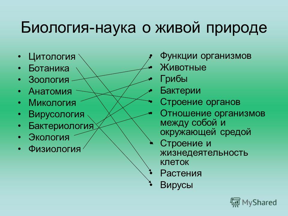 Схемы вышивок хомячков Схемы вышивок хомячков