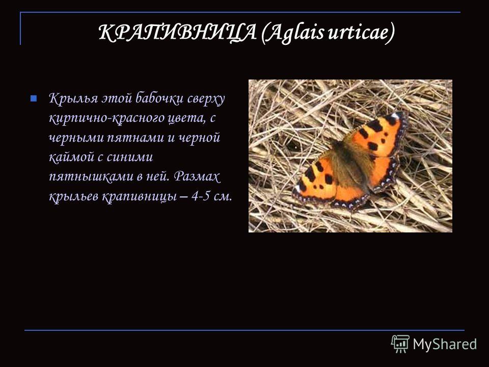 КРАПИВНИЦА (Aglais urticae) Крылья этой бабочки сверху кирпично-красного цвета, с черными пятнами и черной каймой с синими пятнышками в ней. Размах крыльев крапивницы – 4-5 см.