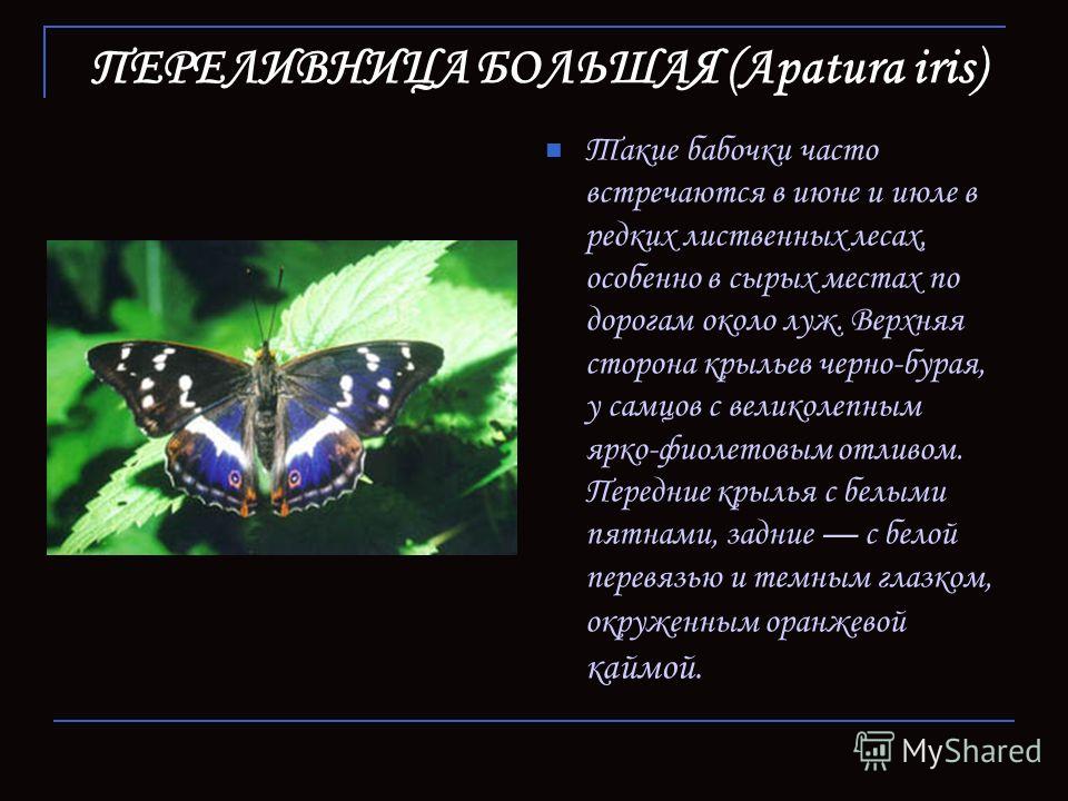 ПЕРЕЛИВНИЦА БОЛЬШАЯ (Apatura iris) Такие бабочки часто встречаются в июне и июле в редких лиственных лесах, особенно в сырых местах по дорогам около луж. Верхняя сторона крыльев черно-бурая, у самцов с великолепным ярко-фиолетовым отливом. Передние к