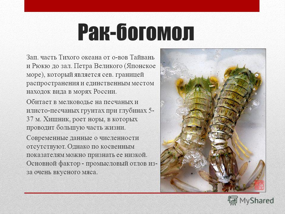 Рак Богомол Фото Рак Богомол Фото