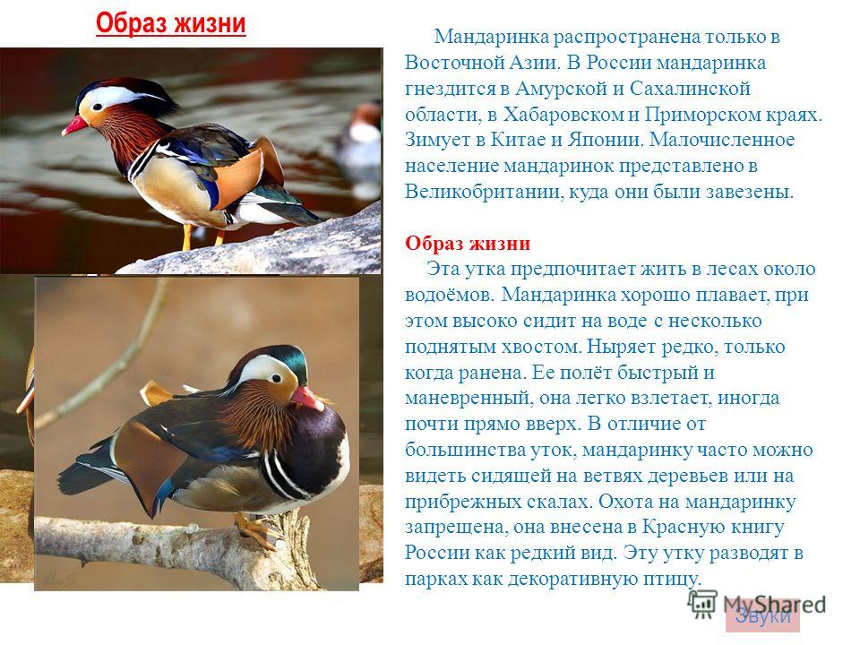 Мандаринка птица почему так называется Мандаринка птица почему так называется