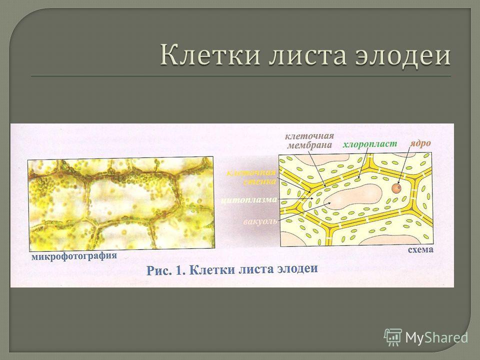 Строение клетки элодея рисунок Строение клетки элодея рисунок