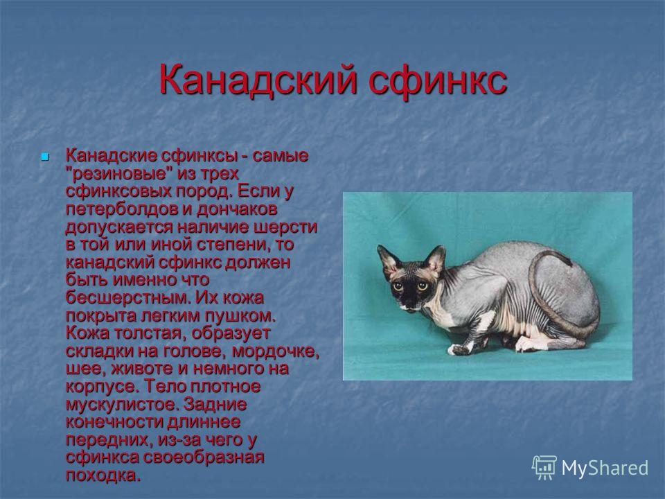 Сфинкс Кошка Фото Разновидности Сфинкс Кошка Фото Разновидности