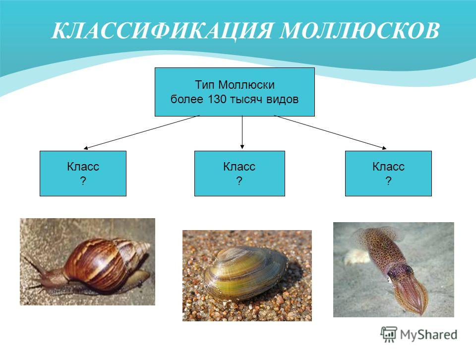 Виды Моллюсков Фото