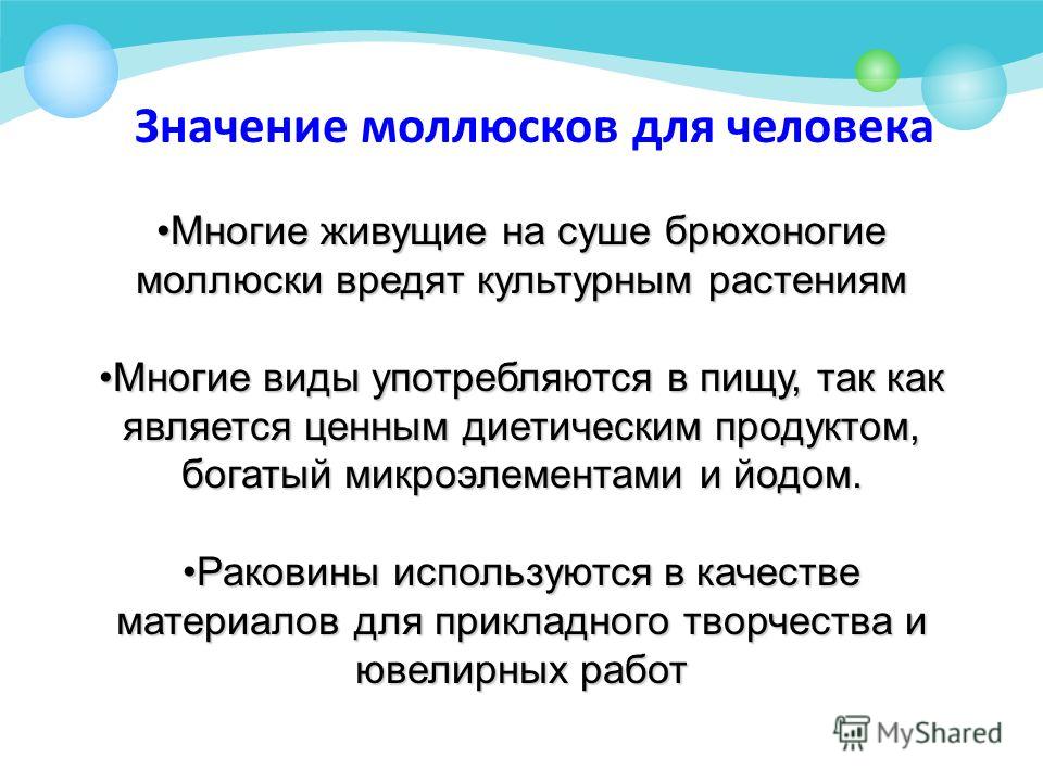 Презентация на тему: "Значение моллюсков природе и в жизни человека Подготовил п