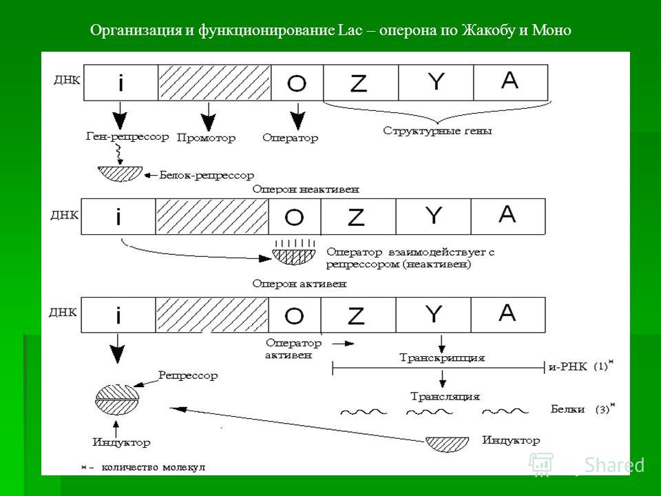 Регуляция активности генов схема жакоба моно Регуляция активности генов схема жакоба моно