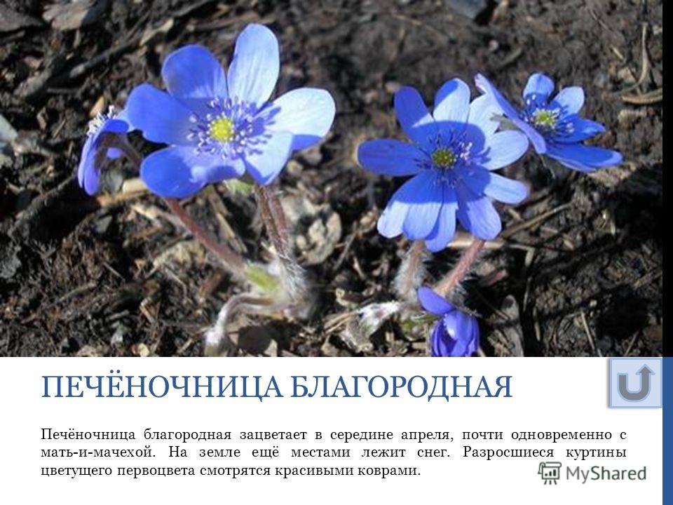 Цветок перелеска и описание Цветок перелеска и описание
