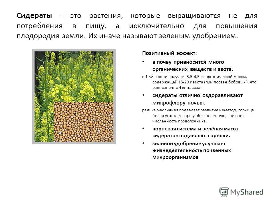 По до что сажают сидераты 8