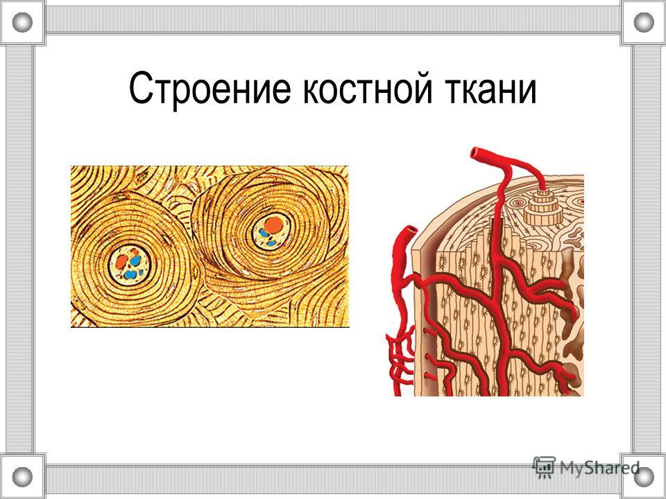 Костная ткань под микроскопом рисунок