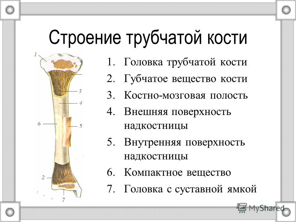 Биология 8 класс схема плоской кости