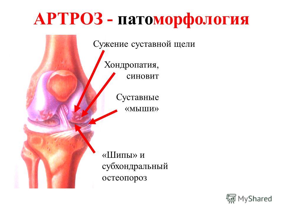 Прайс-лист Медицинский центр «Здоровье» Позвоночник Позвоночник. org