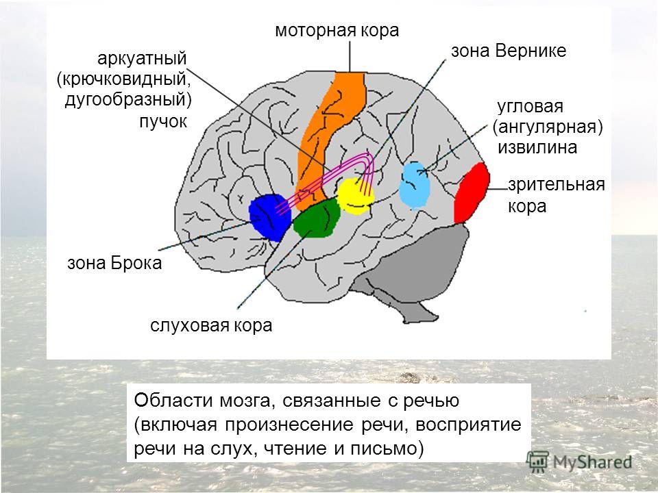 Поля связанные с речью Поля связанные с речью