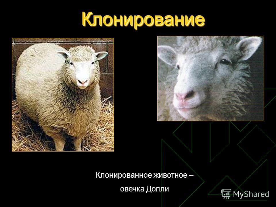 КлонированиеКлонирование Клонированное животное – овечка Долли