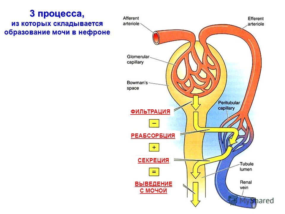 Схема процесса образования мочи Схема процесса образования мочи