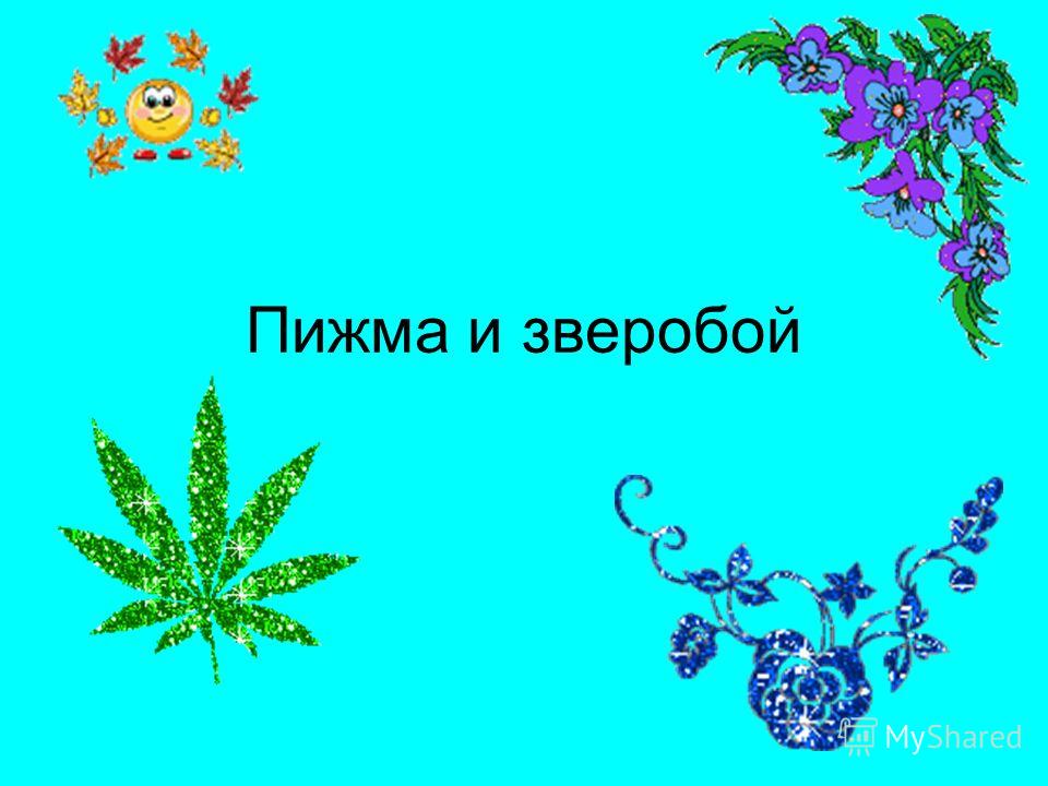 зверобой от паразитов является ли зверобой от паразитов является ли