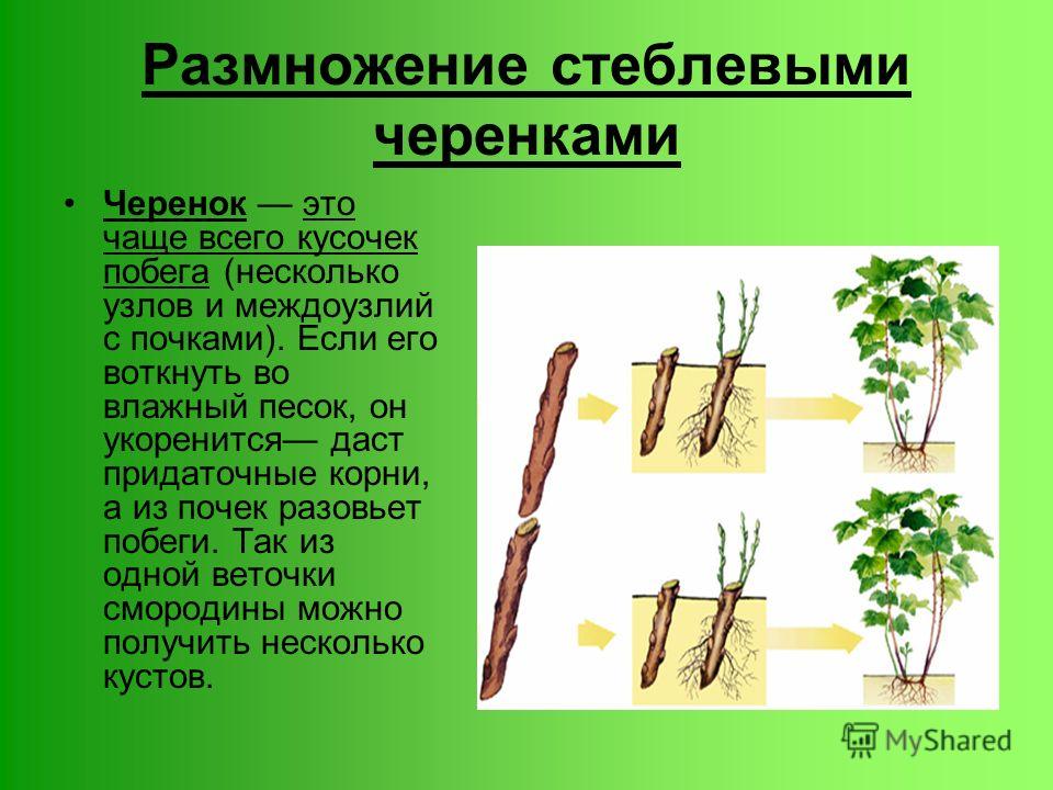 Размножение цветов черенками фото Размножение цветов черенками фото