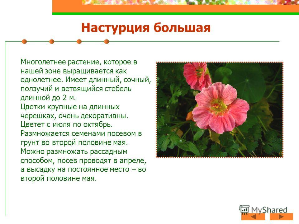 Как однолетнее растение сделать многолетними Как однолетнее растение сделать многолетними