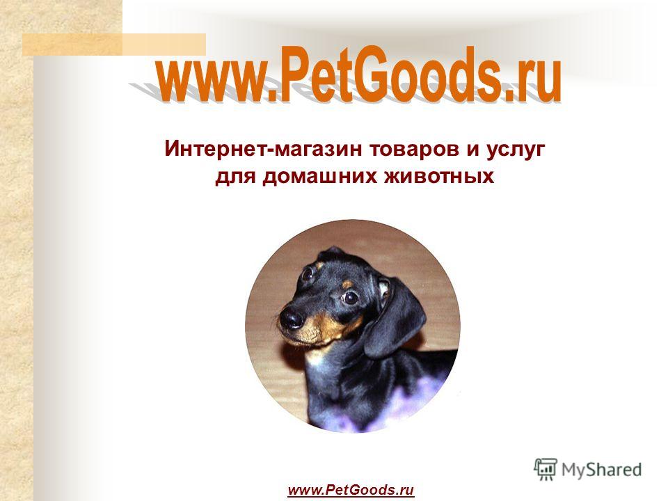 Интернет Магазин Товаров Для Животных