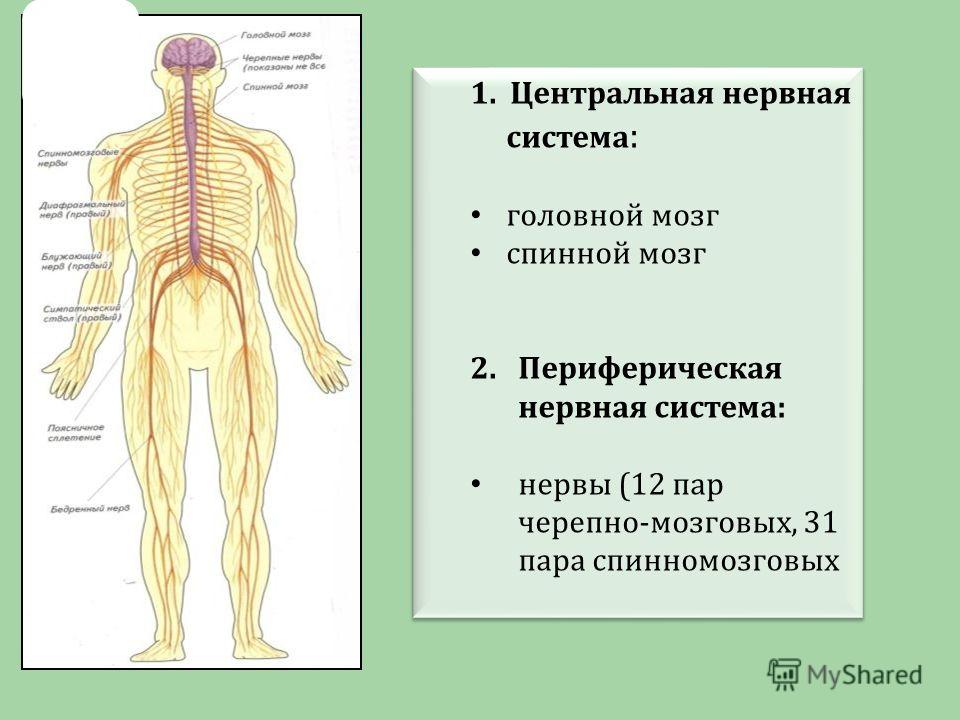 Расположение элементов периферической нервной системы Презентация на тему: "Кашина Ирина Альбертовна учитель биологии высш. кв. кат. Л