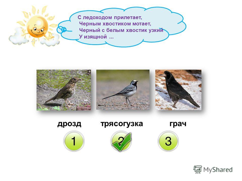 какая трава от паразитов в человеке какая трава от паразитов в человеке