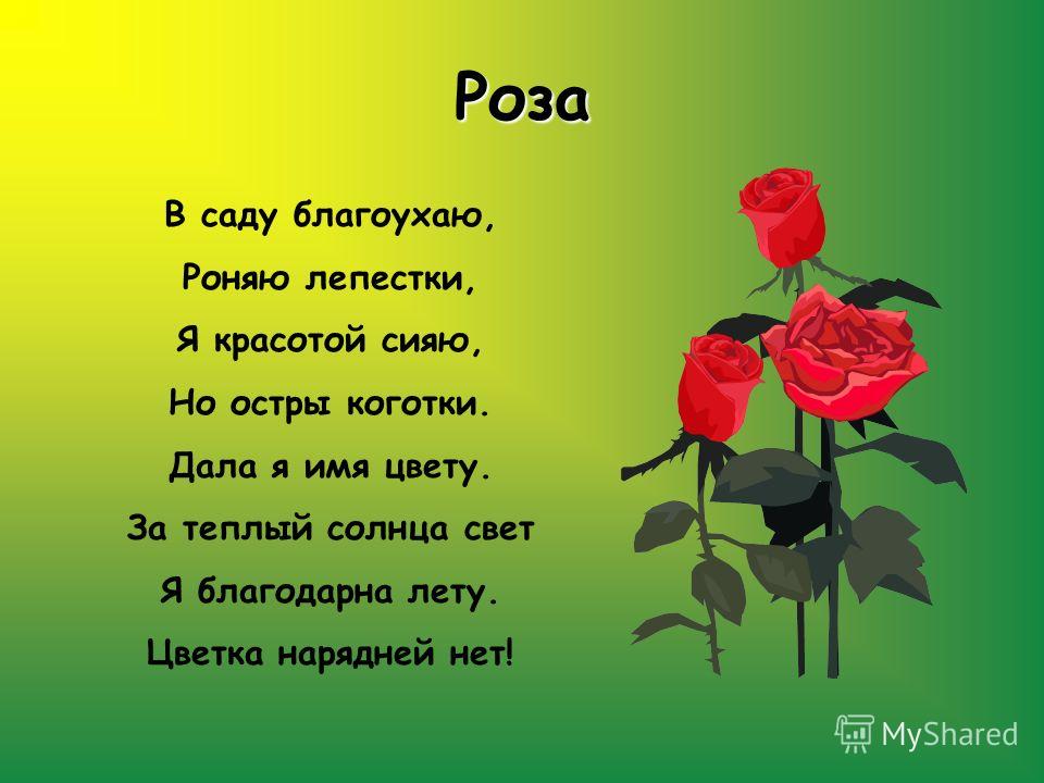 Цветок маленький синенький Цветок маленький синенький