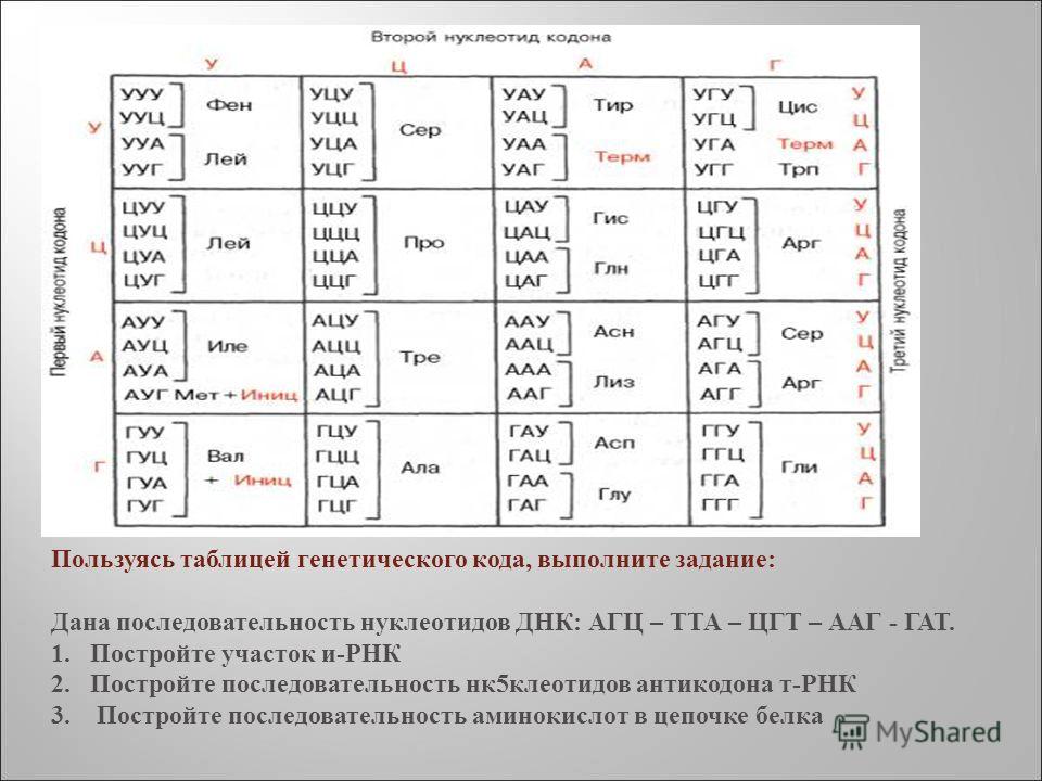 Используя таблицу генетического кода составьте схему реализации Презентация на тему: "- природные высокомолекулярные соединения, обеспечивающие 