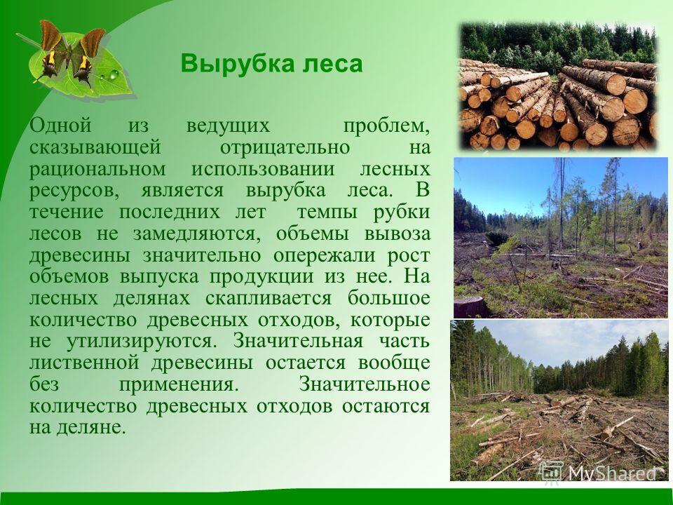 Как вырубка лесов связана с усилением наводнений Как вырубка лесов связана с усилением наводнений