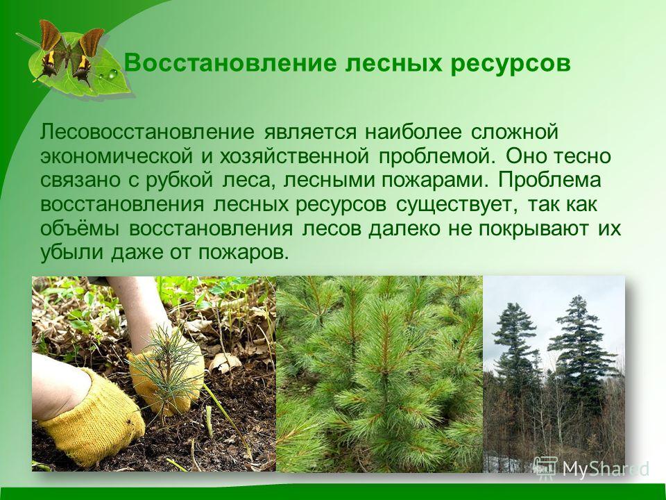 Реферат: Лесные ресурсы России и их роль в народнохозяйственном комплексе