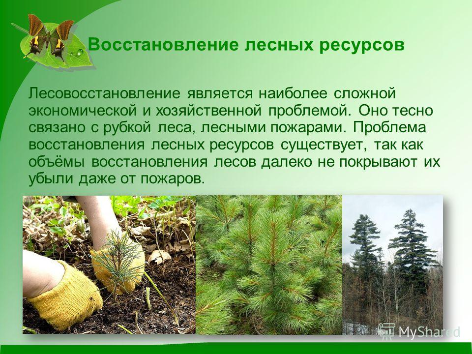 Лес как объект природных отношений Лес как объект природных отношений