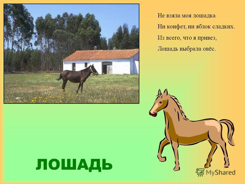 Стих к подарку лошадка 4